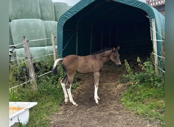 American Paint Horse, Stallion, Foal (06/2026), 15 hh, Tobiano-all-colors