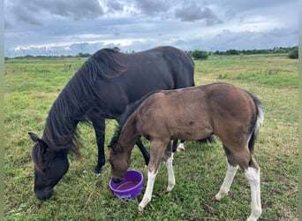 American Paint Horse, Stallion, Foal (06/2026), 15 hh, Tobiano-all-colors