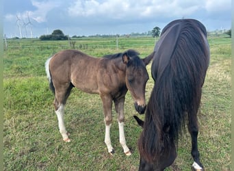 American Paint Horse, Stallion, Foal (06/2026), 15 hh, Tobiano-all-colors