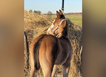 American Paint Horse, Stallion, Foal (03/2026), 15 hh