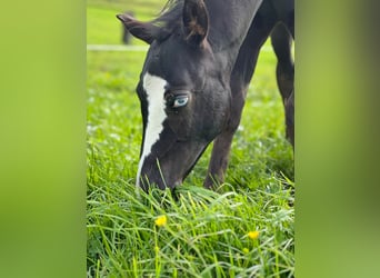 American Paint Horse, Stallion, Foal (06/2025), 15,2 hh, Black