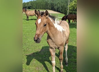 American Paint Horse, Stallion, Foal (05/2025), 15,2 hh, Dun