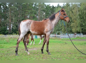 American Paint Horse Mix, Stallion, Foal (03/2025), 15,2 hh, Roan-Bay