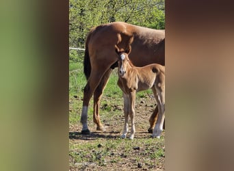 American Paint Horse, Stallion, Foal (04/2026), Chestnut-Red