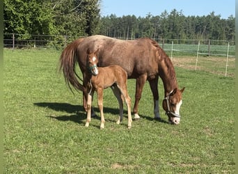 American Paint Horse, Stallion, Foal (01/2025), Chestnut-Red