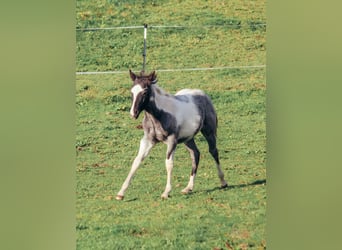 American Paint Horse, Stallion, Foal (04/2025), Roan-Blue
