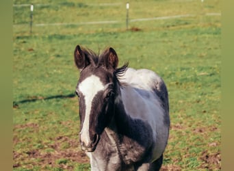 American Paint Horse, Stallion, Foal (04/2025), Roan-Blue