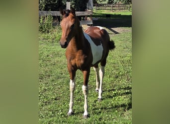 American Paint Horse Mix, Stallion, Foal (03/2026), Tobiano-all-colors