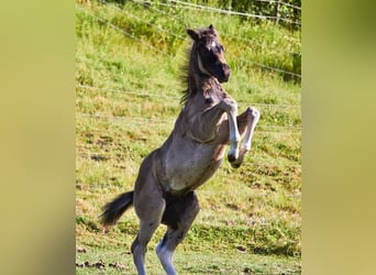 American Paint Horse, Stallion, Foal (04/2026), Tobiano-all-colors