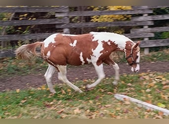 American Paint Horse, Stallion, Foal (01/2025), Tovero-all-colors