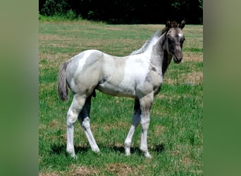 American Paint Horse, Stallion, Foal (05/2026)