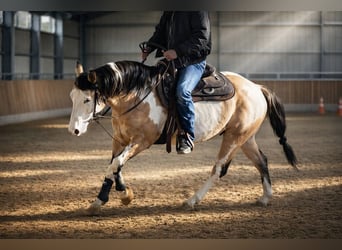 American Paint Horse, Stallion, 9 years, 14,1 hh, Overo-all-colors