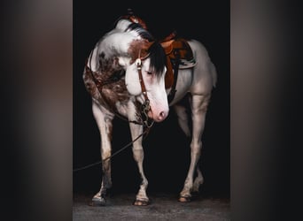 American Paint Horse, Stallion, 7 years, 15,2 hh, Overo-all-colors