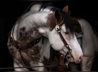 American Paint Horse, Stallion, 7 years, 15,2 hh, Overo-all-colors