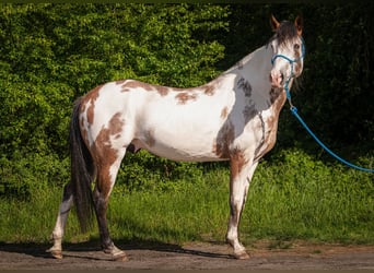 American Paint Horse, Stallion, 7 years, 15,2 hh, Overo-all-colors