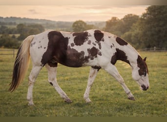 American Paint Horse, Stallion, 18 years, 15,1 hh, Pinto