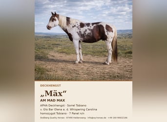 American Paint Horse, Stallion, 18 years, 15.1 hh, Pinto