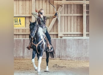 American Paint Horse, Stallion, 19 years