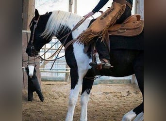 American Paint Horse, Stallion, 19 years