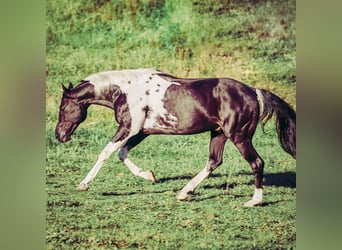American Paint Horse, Stallion, 19 years