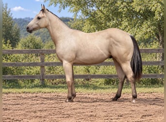 American Paint Horse, Stallone, 1 Anno, 147 cm, Pelle di daino