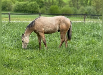American Paint Horse, Stallone, 1 Anno, 147 cm, Pelle di daino