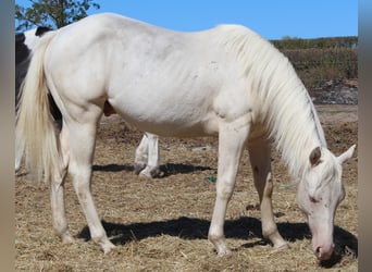 American Paint Horse, Stallone, 1 Anno, 150 cm, Cremello