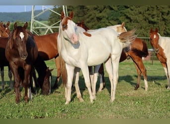 American Paint Horse, Stallone, 1 Anno, 150 cm, Overo-tutti i colori