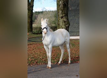 American Paint Horse, Stallone, 1 Anno, 150 cm, Overo-tutti i colori