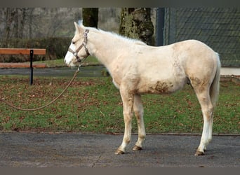 American Paint Horse, Stallone, 1 Anno, 150 cm, Palomino