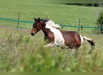 American Paint Horse, Stallone, 1 Anno, 152 cm, Tobiano-tutti i colori