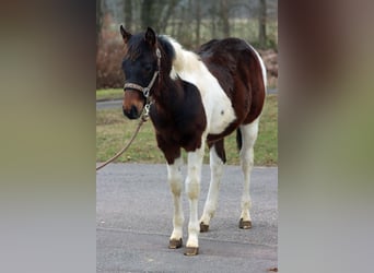 American Paint Horse, Stallone, 1 Anno, 152 cm, Tobiano-tutti i colori