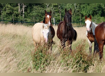 American Paint Horse, Stallone, 1 Anno, 152 cm, Tobiano-tutti i colori