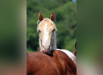 American Paint Horse, Stallone, 1 Anno, 153 cm, Champagne