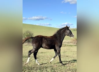 American Paint Horse, Stallone, 1 Anno, 153 cm, Morello