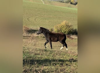 American Paint Horse, Stallone, 1 Anno, 153 cm, Morello