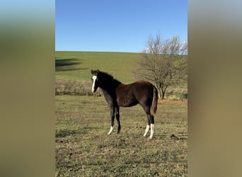 American Paint Horse, Stallone, 1 Anno, 153 cm, Morello