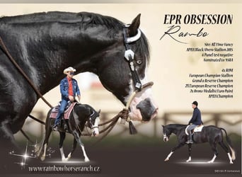 American Paint Horse, Stallone, 1 Anno, 153 cm, Morello