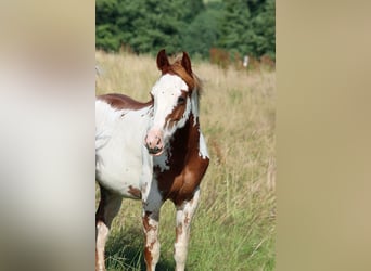 American Paint Horse, Stallone, 1 Anno, 153 cm, Overo-tutti i colori