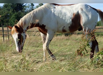 American Paint Horse, Stallone, 1 Anno, 153 cm, Overo-tutti i colori