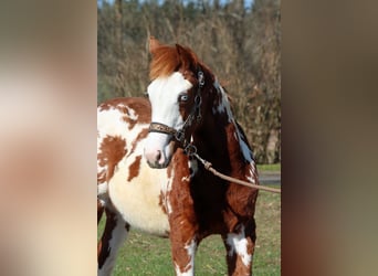 American Paint Horse, Stallone, 1 Anno, 153 cm, Overo-tutti i colori