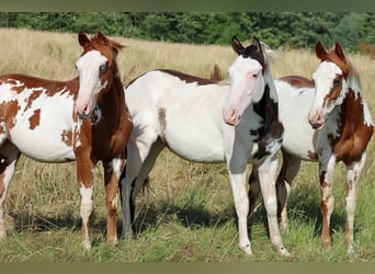 American Paint Horse, Stallone, 1 Anno, 153 cm, Overo-tutti i colori