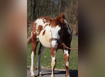 American Paint Horse, Stallone, 1 Anno, 153 cm, Overo-tutti i colori