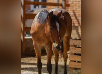 American Paint Horse, Stallone, 1 Anno, 154 cm, Baio roano