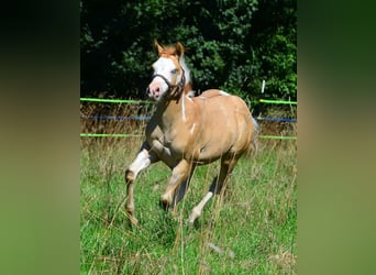 American Paint Horse, Stallone, 1 Anno, 155 cm, Pezzato