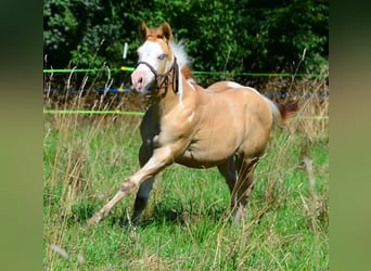 American Paint Horse, Stallone, 1 Anno, 155 cm, Pezzato