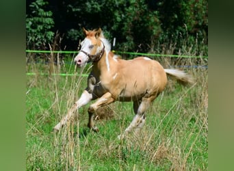 American Paint Horse, Stallone, 1 Anno, 155 cm, Pezzato