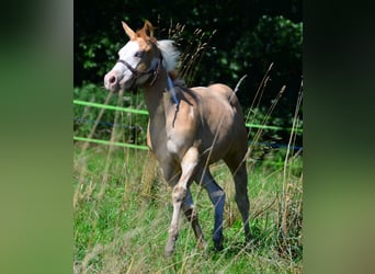 American Paint Horse, Stallone, 1 Anno, 155 cm, Pezzato