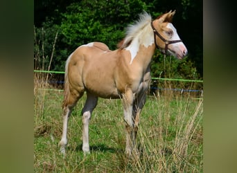 American Paint Horse, Stallone, 1 Anno, 155 cm, Pezzato