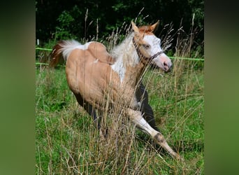 American Paint Horse, Stallone, 1 Anno, 155 cm, Pezzato